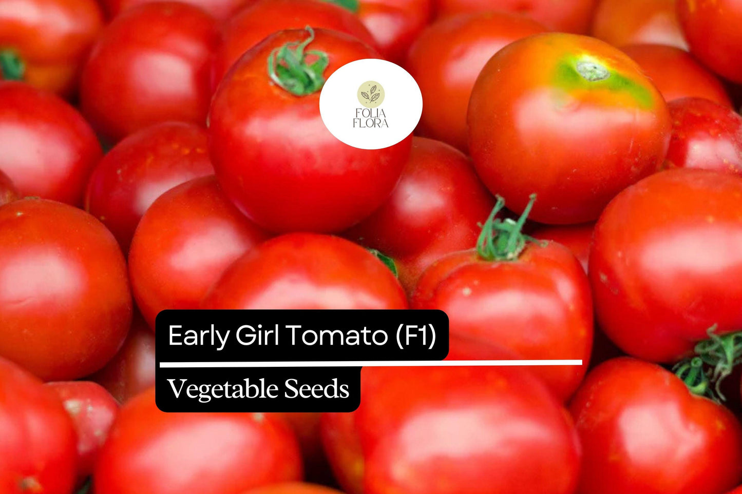 10 Seeds Early Girl Tomato (F1 Hybrid) – Fast-Maturing, Sweet, and Juicy Tomato Variety