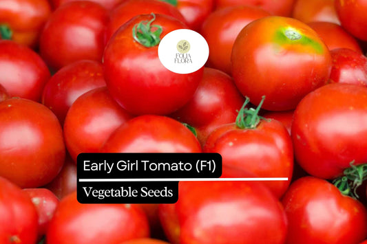 10 Seeds Early Girl Tomato (F1 Hybrid) – Fast-Maturing, Sweet, and Juicy Tomato Variety