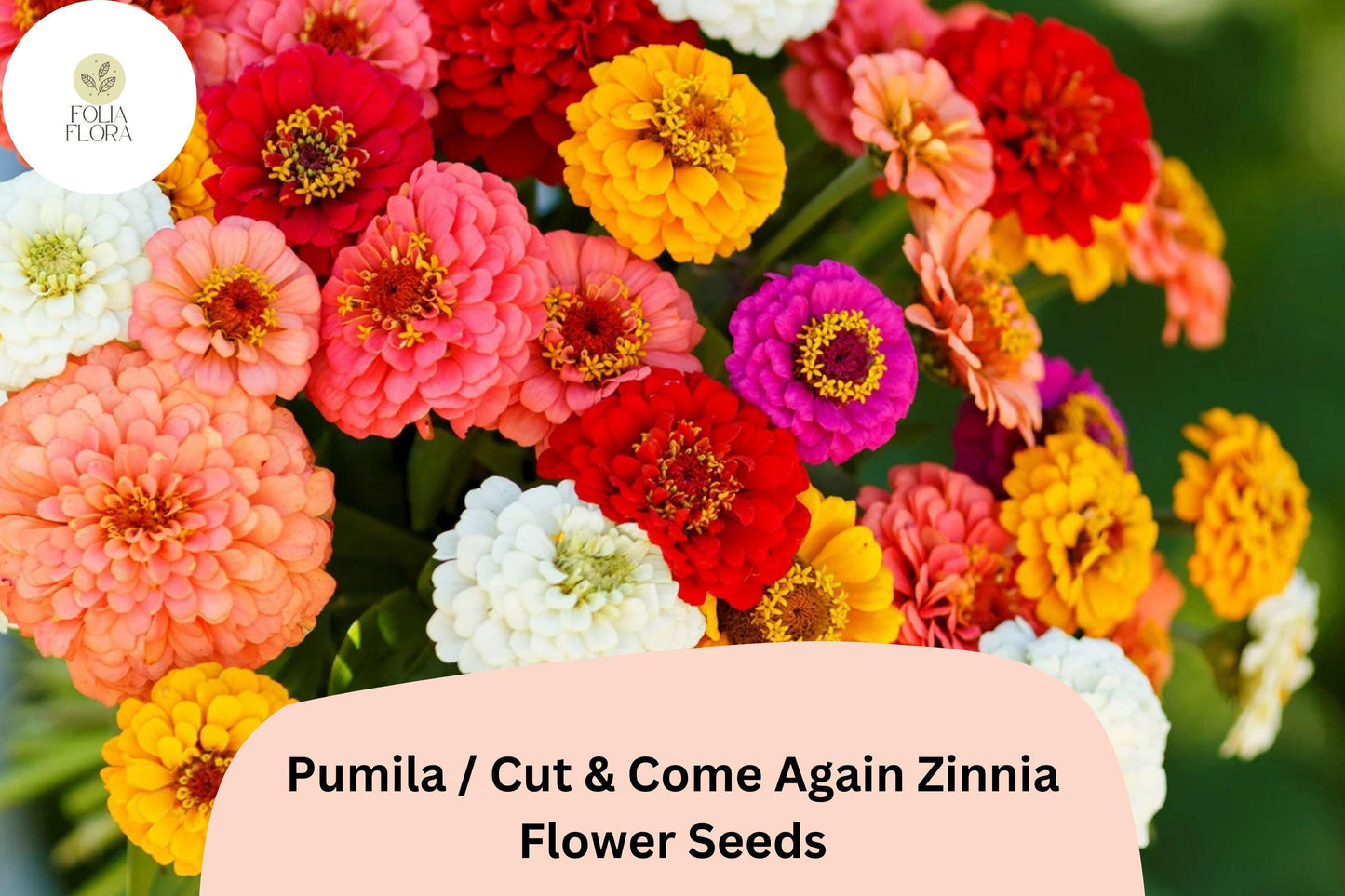 100+ Pumila Zinnia Seeds | Cut & Come Again Mix | Colorful Easy Annual Flowers | Pollinator Friendly Garden Blooms