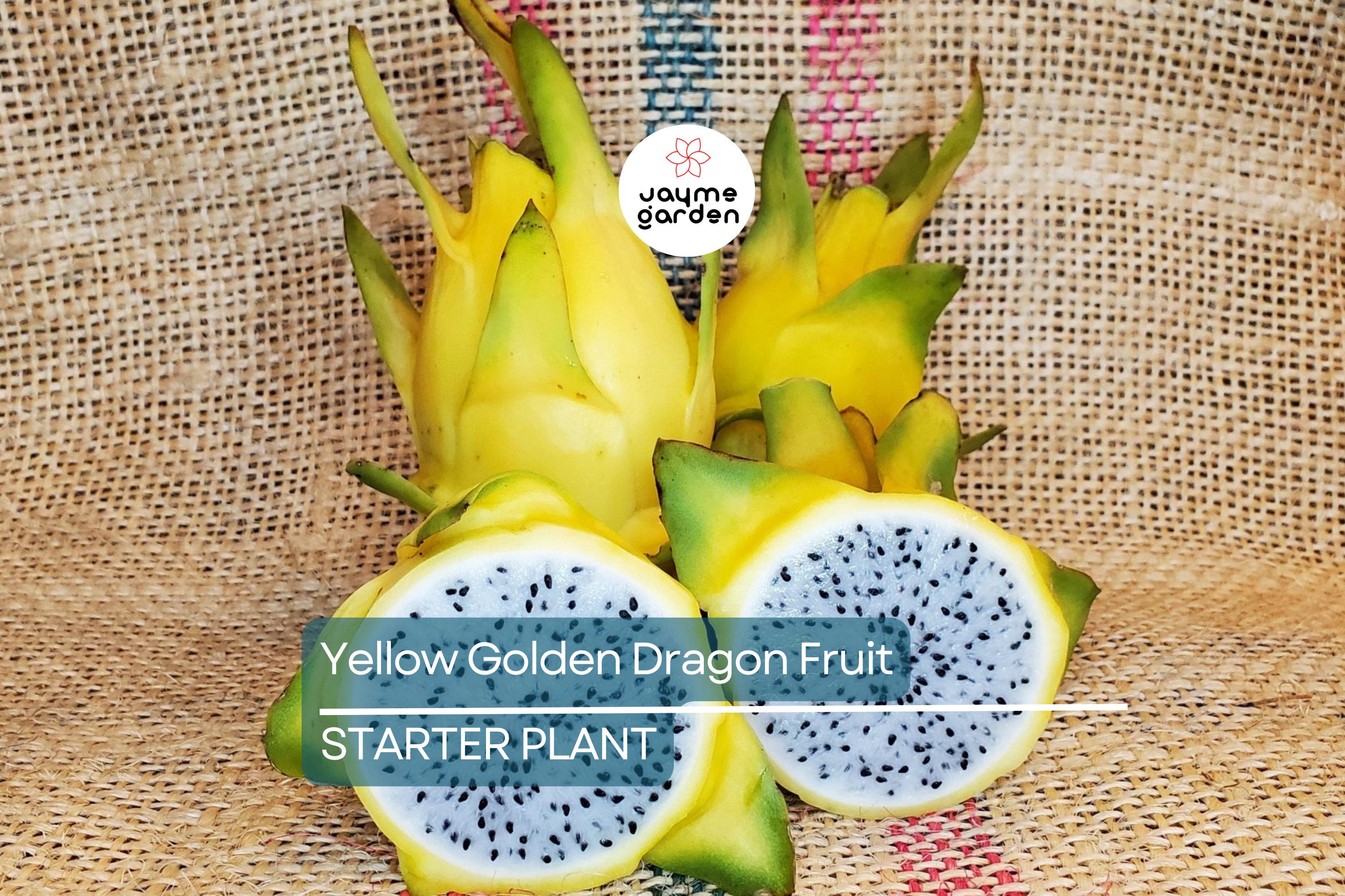 Yellow Golden Dragon Fruit Seedling - 3”-5” Live Plant with Pot - Sweet White Flesh, Ready to Plant