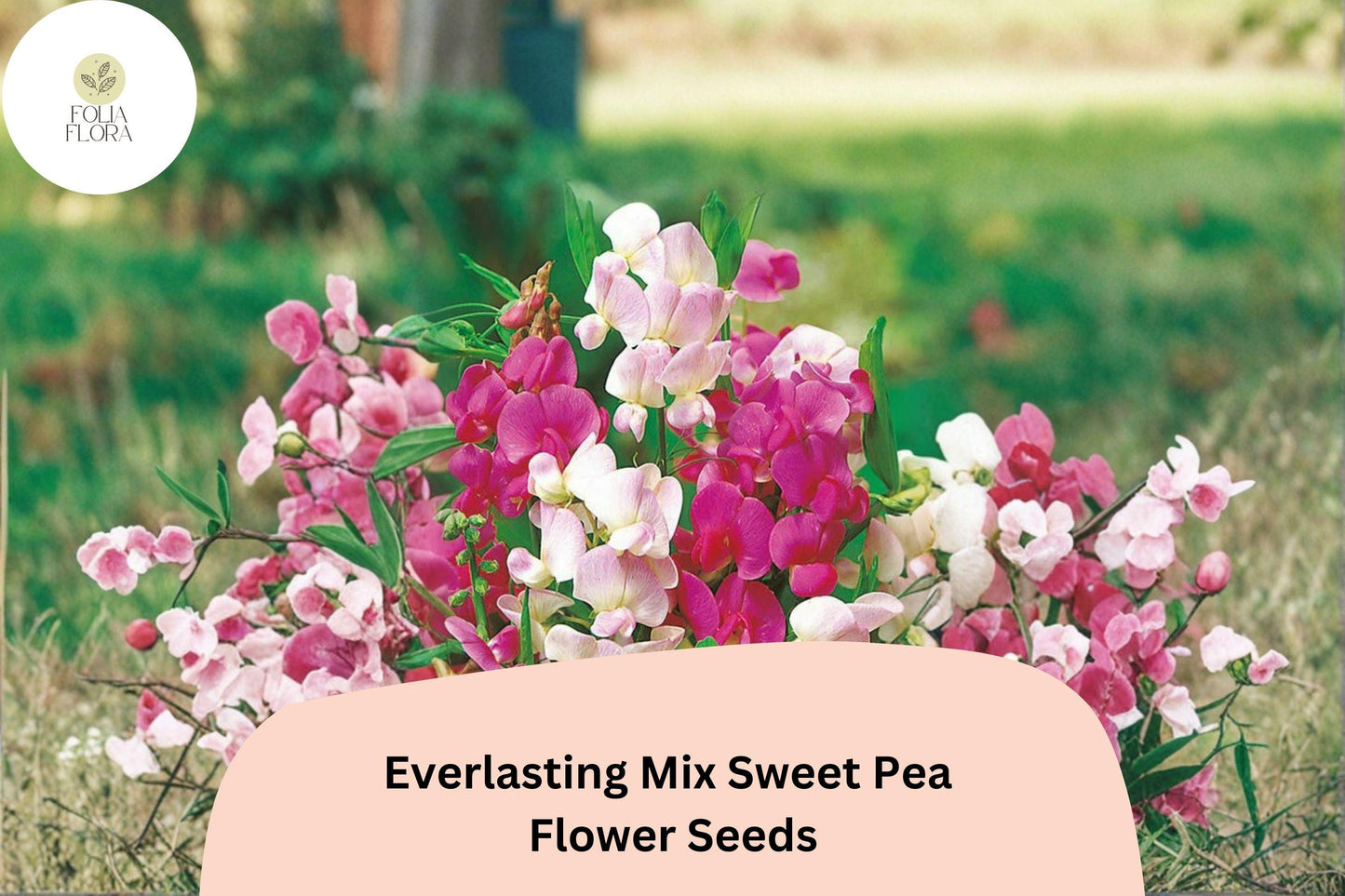 Everlasting Mix Sweet Pea Seeds | Lathyrus latifolius Perennial Climbing Vine Mixed Colors (50+ Seeds)