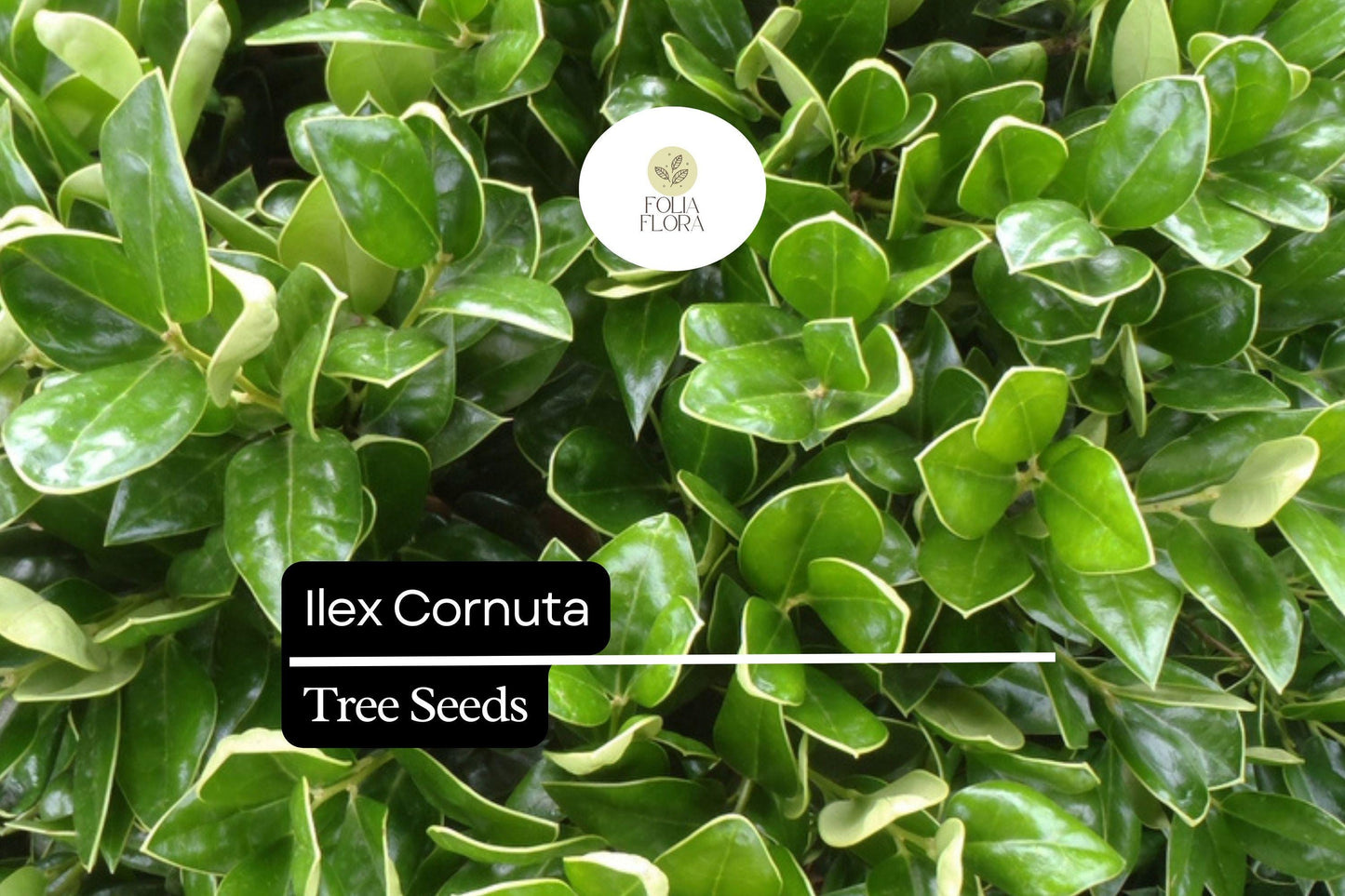 500mg Ilex Cornuta, Chinese Holly Seeds, Evergreen Shrub with Glossy Leaves