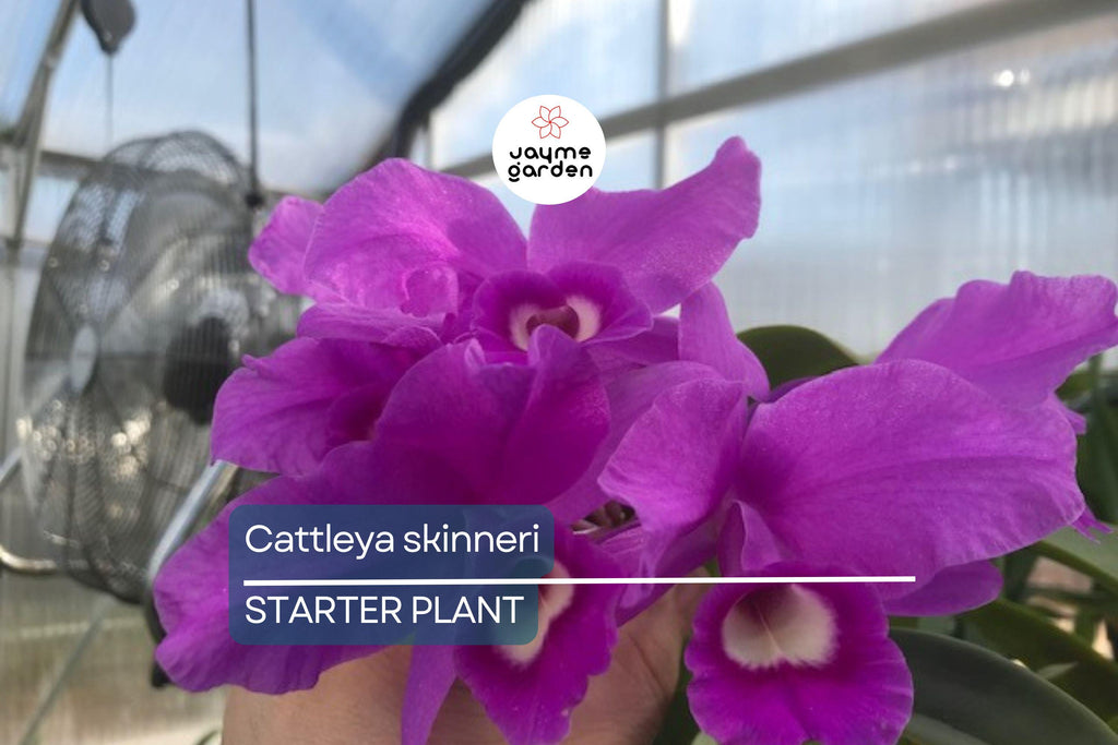 Cattleya Skinneri 3N Pink Live Orchid Seedling | National Flower of Costa Rica | 2" Pot | Rare Pink-to-Light Purple Blooms