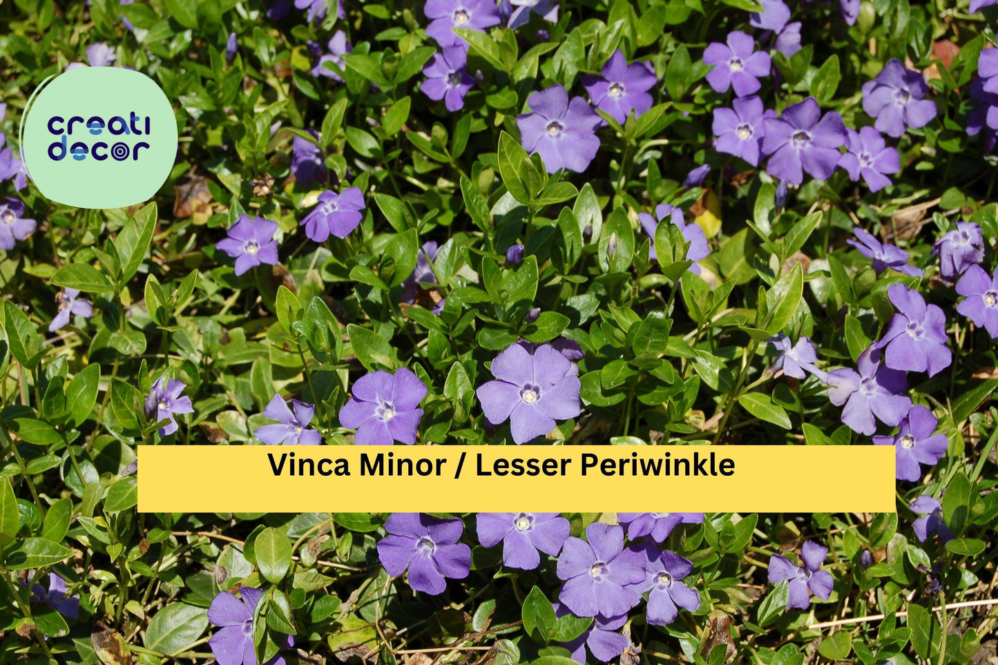 Vinca Minor Live Plants – 50 Bare Roots or 2.5" Pots, Dwarf Periwinkle Ground Cover, Evergreen Vine for Shade Gardens, Hardy Zones 4–9