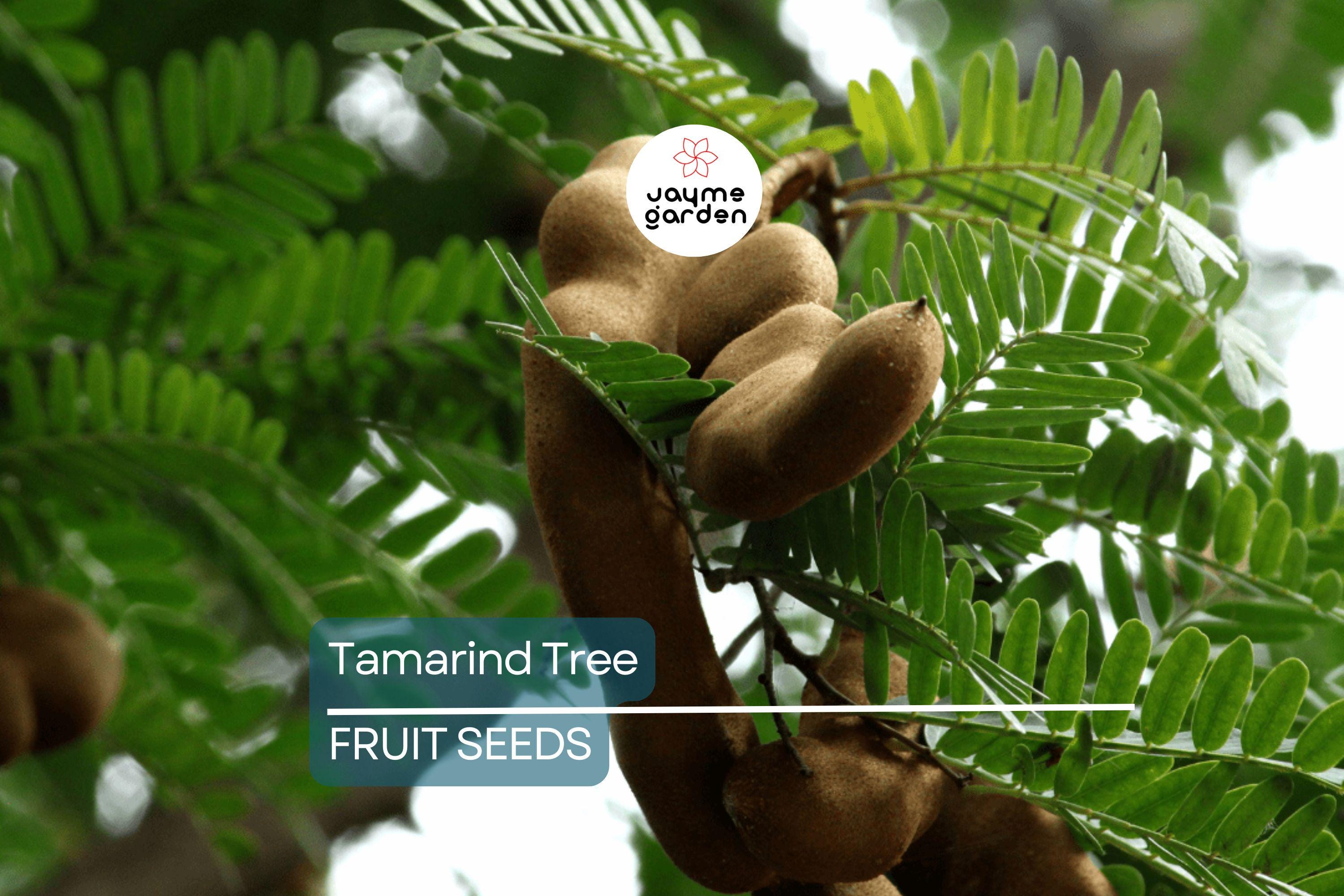 5 Tamarind Tree Seeds (Tamarindus indica) – Tropical Fruit Tree, Bonsai Potential, 80ft Mature Height