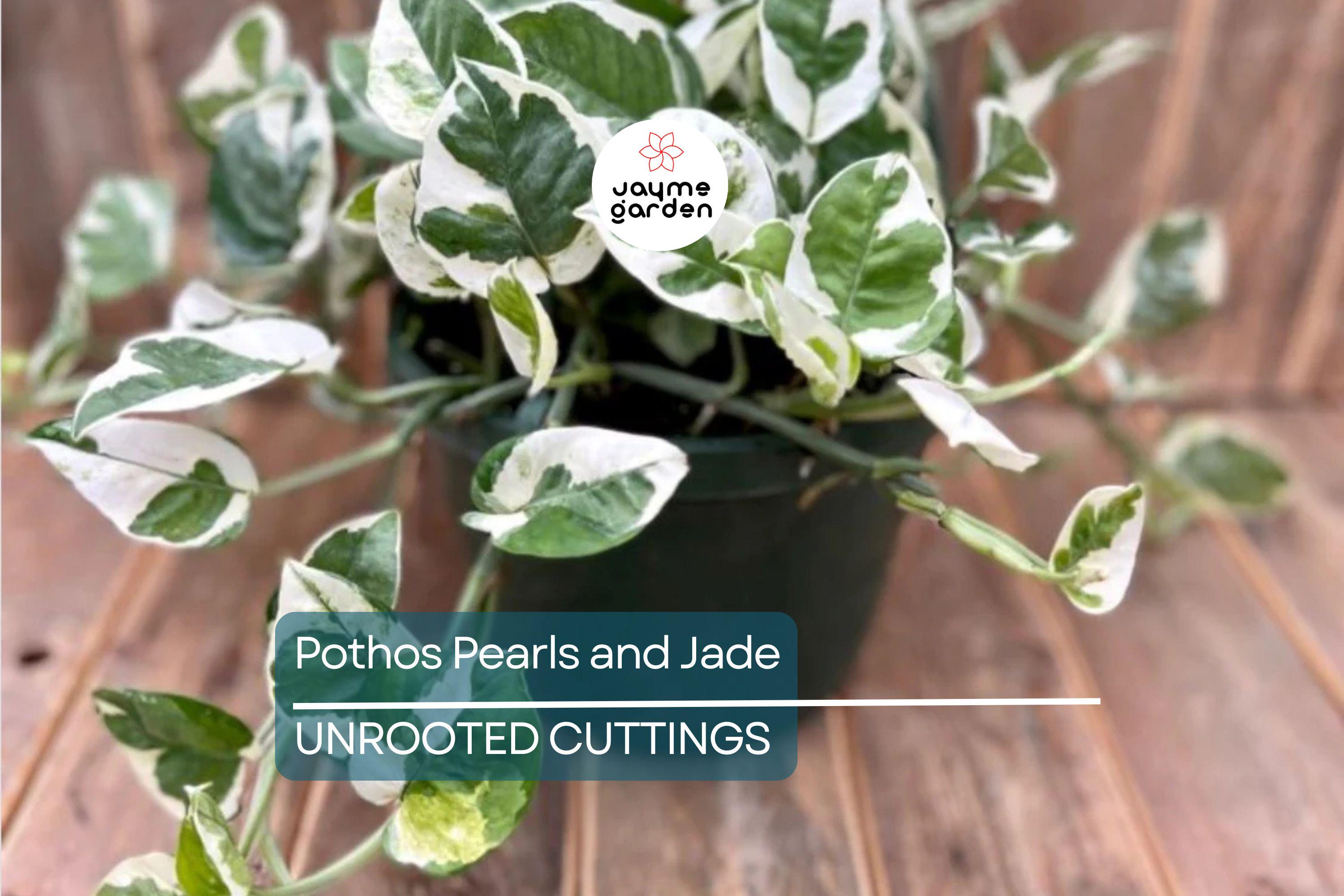 Pothos Pearls and Jade – 3 Cuttings, Variegated Devil’s Ivy, Easy Indoor Houseplant