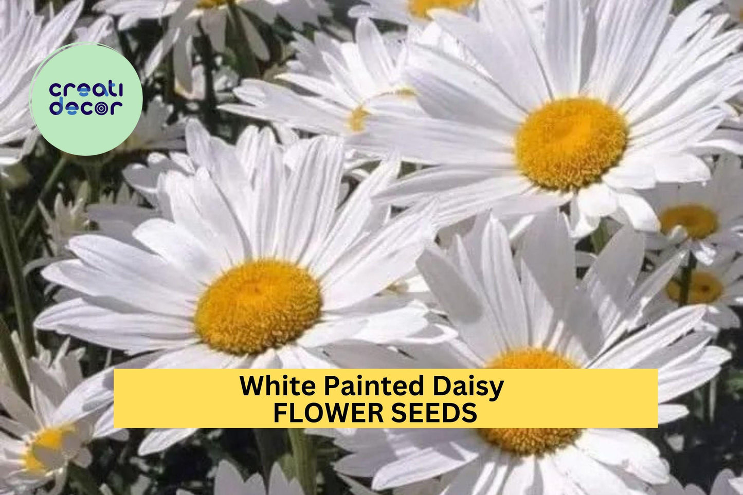 200+ White Painted Daisy Seeds – Crisp White Blooms with Yellow Centers for Garden Planting, Pollinator-Friendly Perennials – USA