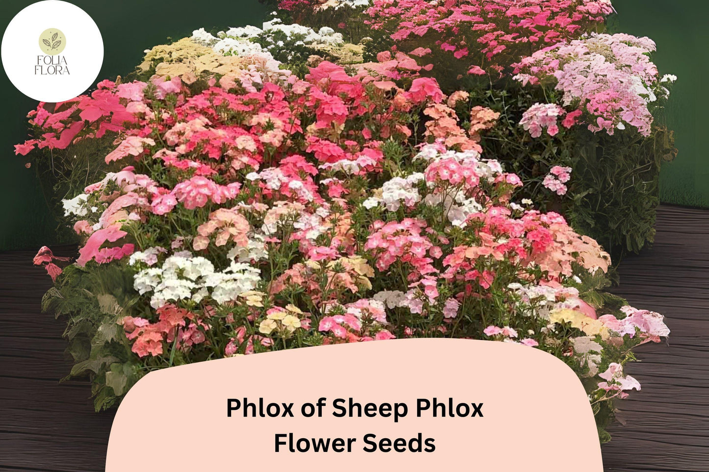 100+ Phlox of Sheep Seeds for Garden Planting | Phlox subulata | Creeping Groundcover Perennial | Pink Carpet Flower Seeds
