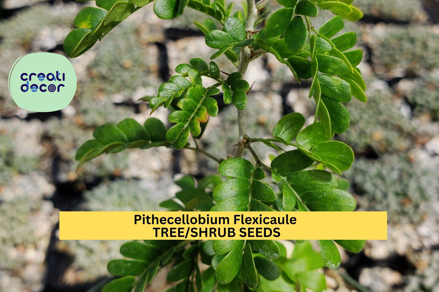 3pcs of 10seeds Pithecellobium flexicaule – Texas Ebony Tree Seeds for Bonsai, Drought Gardens, or Wildlife Landscaping Seeds for Planting