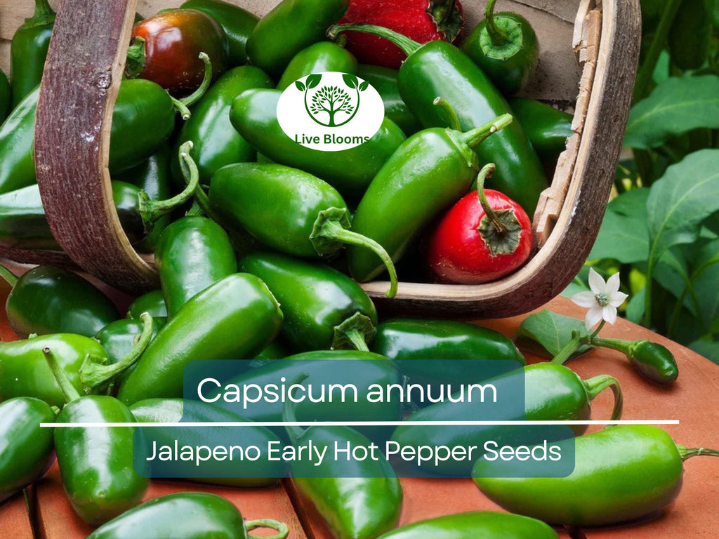 30 Seeds Jalapeno Early Hot Pepper – Capsicum annuum | Heirloom Jalapeno Seeds for Planting, Gardening & Fresh Spicy Harvests