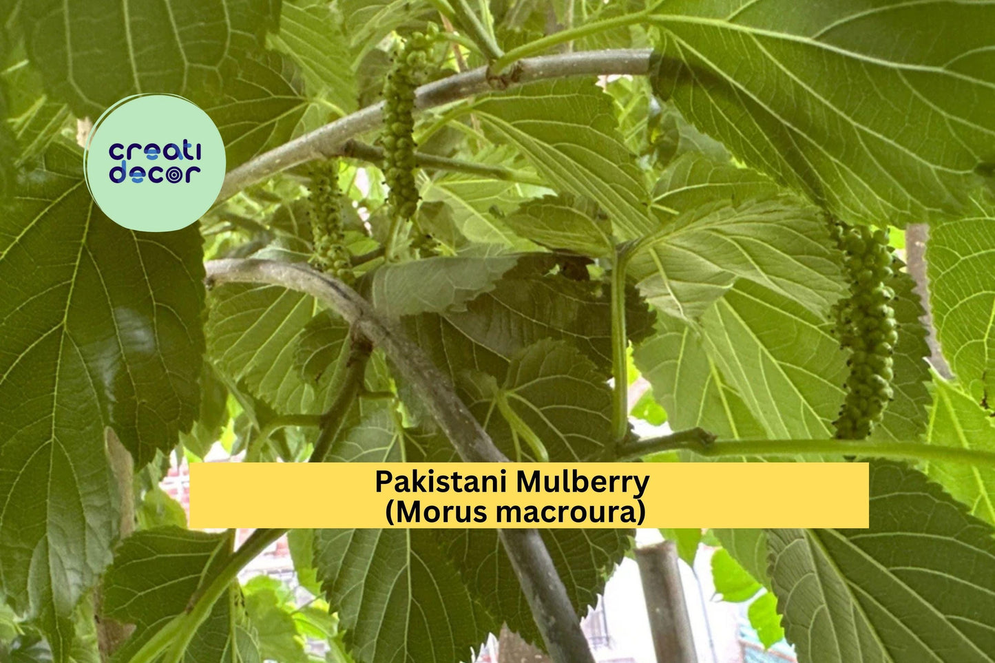 Pakistani Mulberry Tree | Live Rooted Cutting | Morus macroura Fruit Tree Starter for Outdoor Orchard or Home Garden