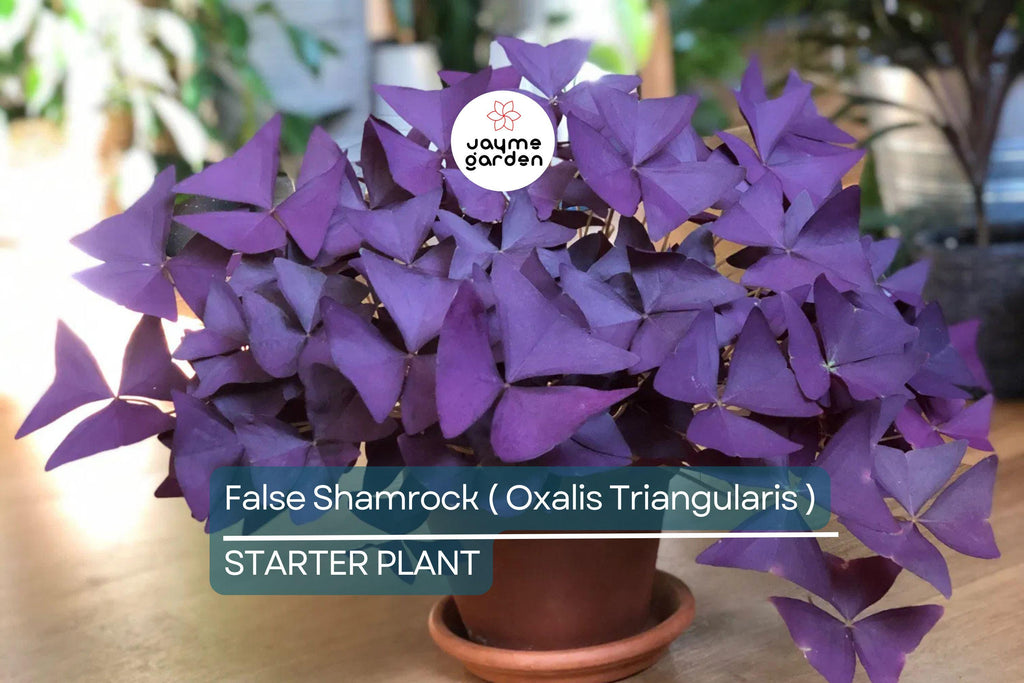 False Shamrock (Oxalis Triangularis) Ornamental Live Plant 10”-20” - Elegant Purple Three-Leaf Foliage for Indoor & Garden Decor