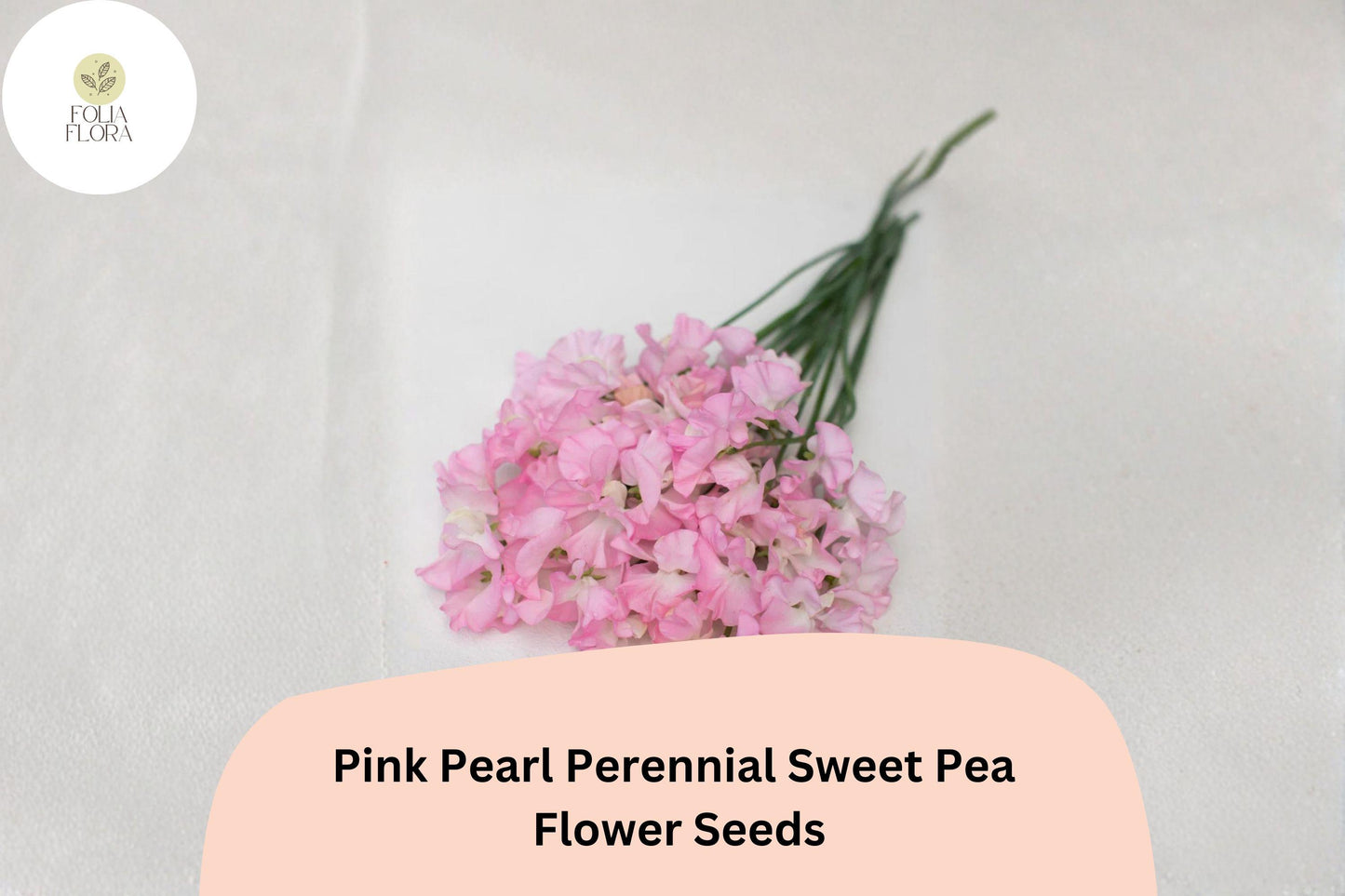 50+ Pink Pearl Perennial Sweet Pea Seeds | Lathyrus latifolius Pink Climbing Flower Vine for Garden Trellis