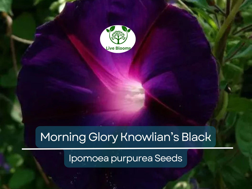 25 Seeds Morning Glory ‘Knowlian’s Black’ – Ipomoea purpurea – Rare Deep Purple-Black Vine – Non-GMO, Hummingbird Favorite