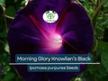 25 Seeds Morning Glory ‘Knowlian’s Black’ – Ipomoea purpurea – Rare Deep Purple-Black Vine – Non-GMO, Hummingbird Favorite