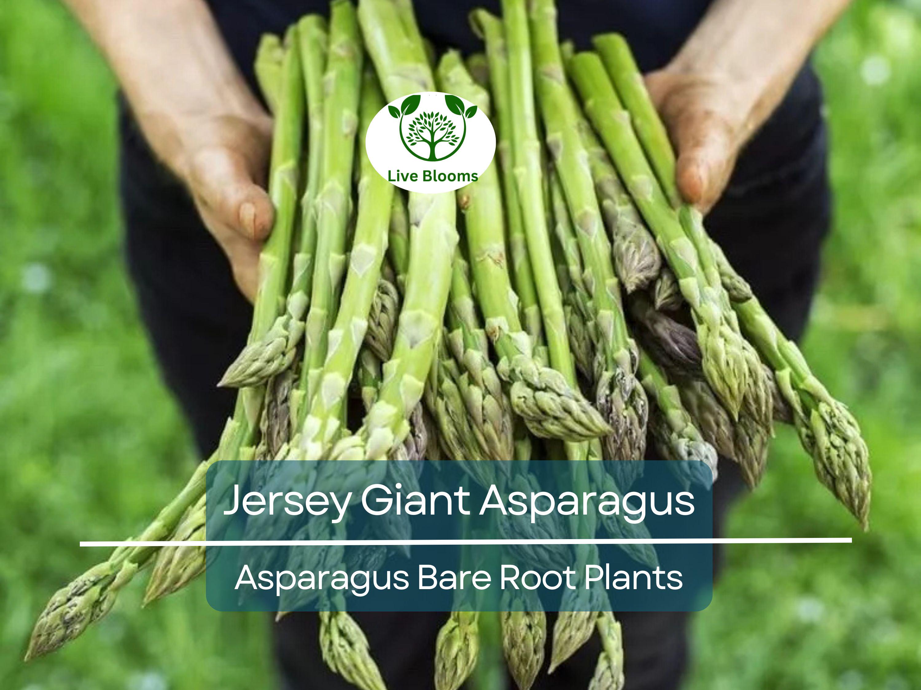15 Jersey Giant Asparagus – 2 Year Bare Root Crowns – Live Perennial Veg Plants – Early, Heavy Yielding, Cold Hardy Variety