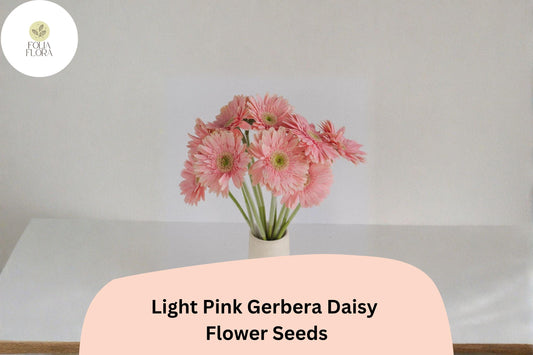 200+ Light Pink Gerbera Daisy Seeds | Soft Pastel Blooms | Garden Flower Seeds | Perfect for Pots & Borders