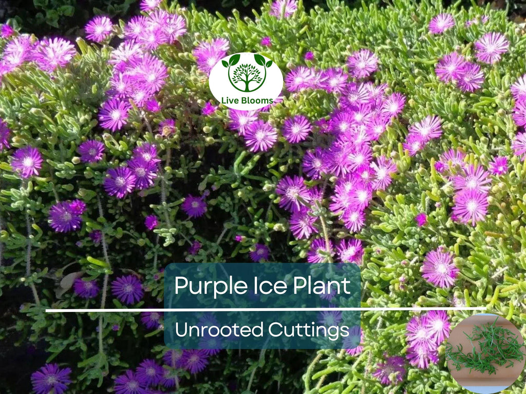 12 Creeping Ice Plant Purple/Pink 4-7" Unrooted Cuttings, Ground Cover Succulent, Rare Delosperma, Easy to Grow, Vibrant Succulent Plants