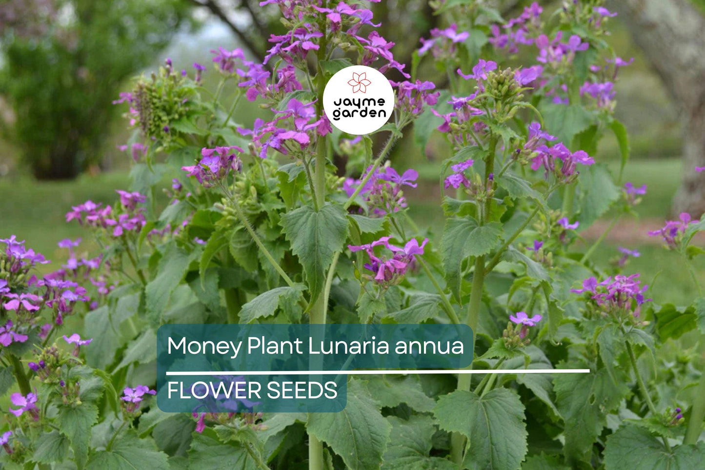 75 Money Plant Seeds (Lunaria annua) – Honesty Flower, Silver Dollar Plant, Easy to Grow, Unique Seedpods, Free Shipping!