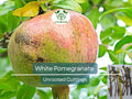 10 Rare Organic White Pomegranate Unrooted Cuttings 8-10" - Punica Granatum - Unique Fruit Tree for Propagation & Garden