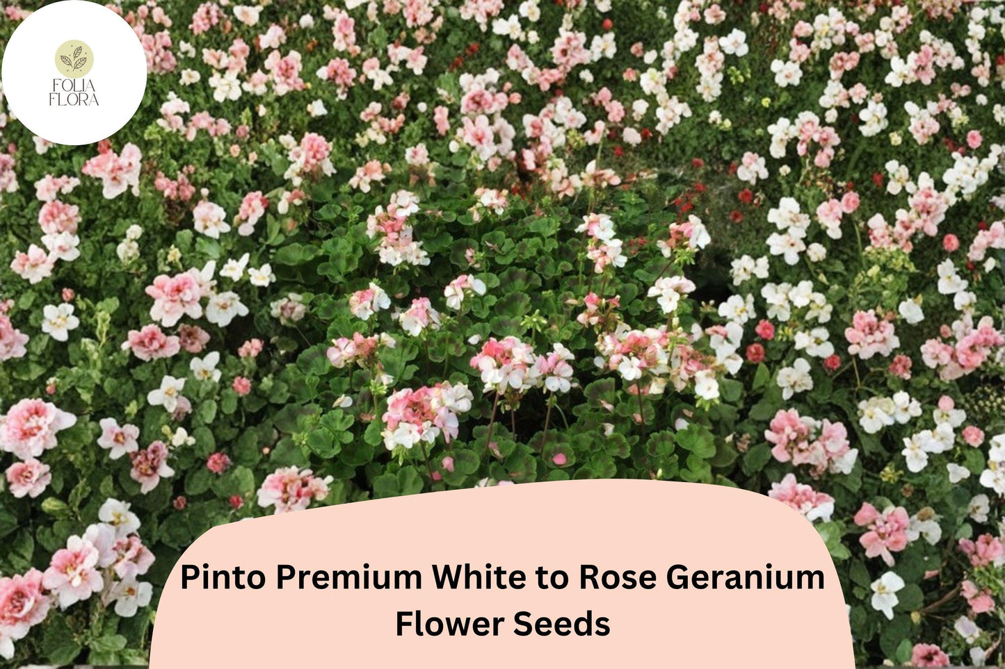 25+ Pinto Premium White to Rose Geranium Seeds | Hardy Perennial | Bicolor Blooms for Garden Beds & Containers