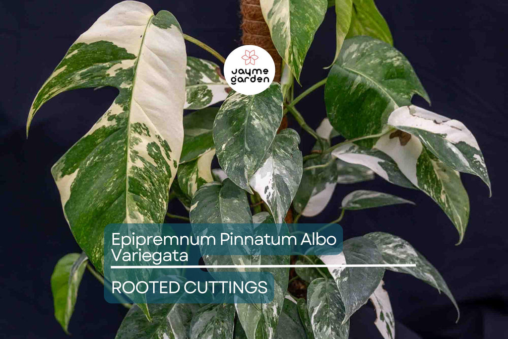 Epipremnum Pinnatum Albo Variegata Rooted Cutting - Healthy Houseplant with Strong Roots - Rare Variegated Foliage