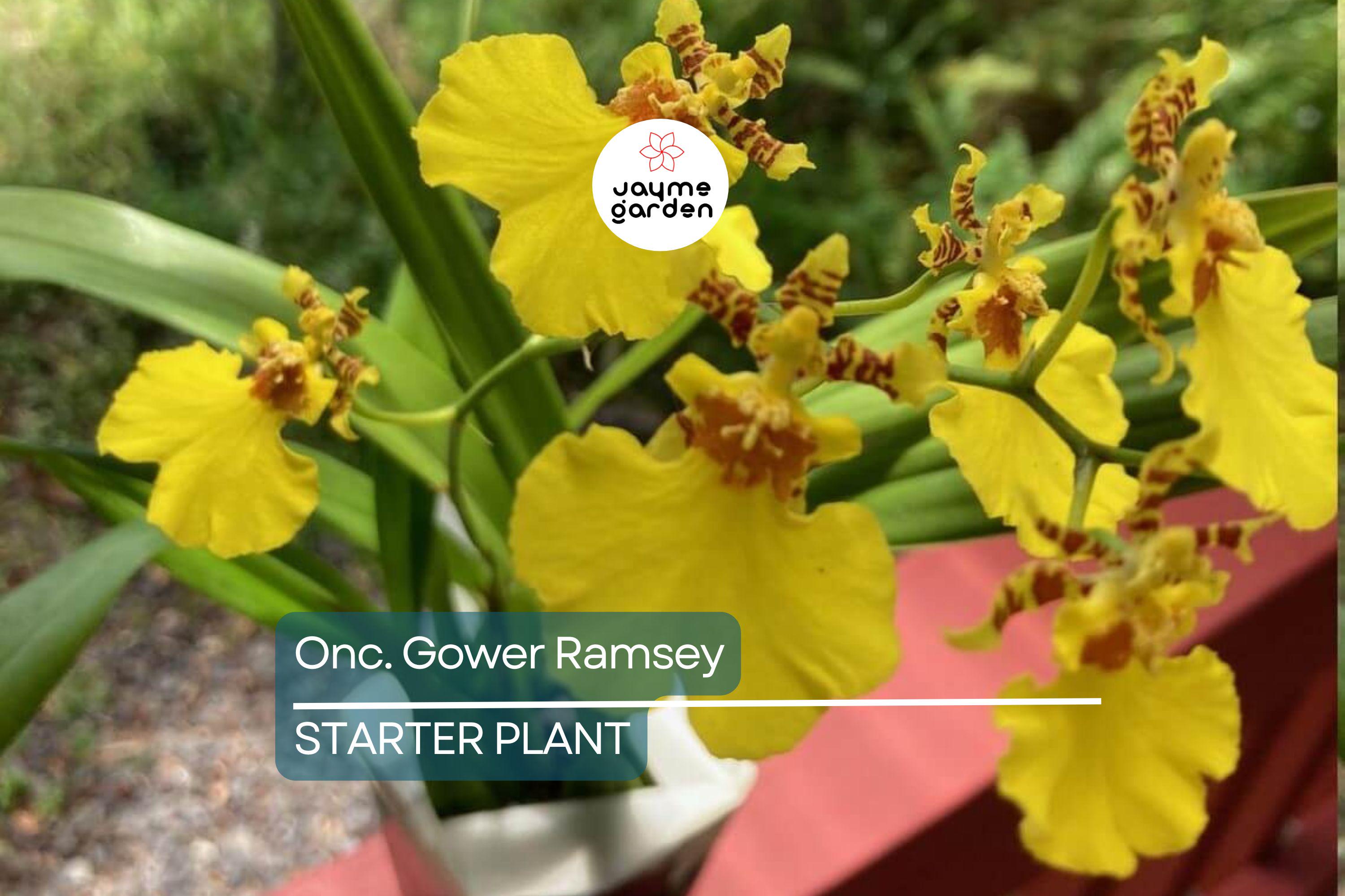 Onc. Gower Ramsey Live Orchid | Potted Yellow Orchid Seedling | Indoor & Outdoor Subtropical Beauty | Child and Pet Safe