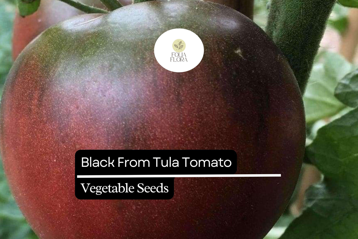 30 Black from Tula Tomato Seeds – Solanum lycopersicum – Heirloom Beefsteak, High-Yielding, Perfect for Slicing