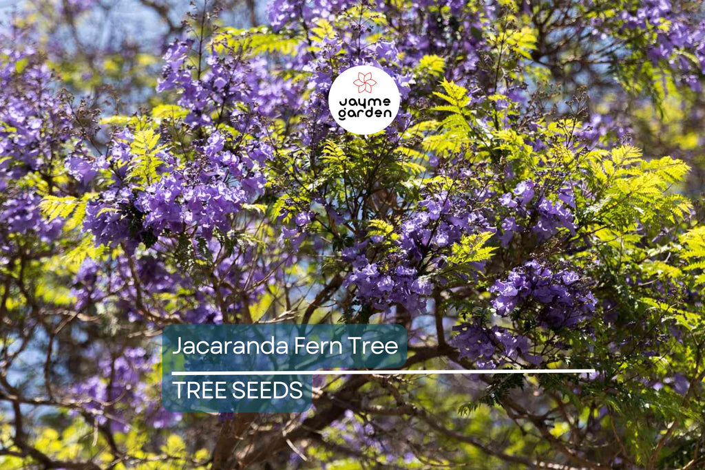 20 Jacaranda Fern Tree Seeds (Jacaranda mimosifolia) – Blue Flowers, Fast-Growing, 50ft Mature Height