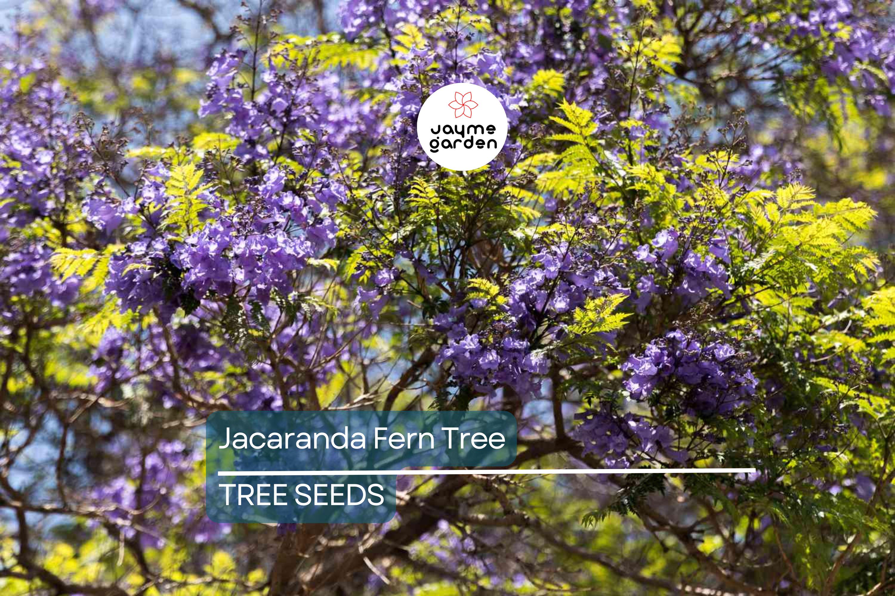 20 Jacaranda Fern Tree Seeds (Jacaranda mimosifolia) – Blue Flowers, Fast-Growing, 50ft Mature Height