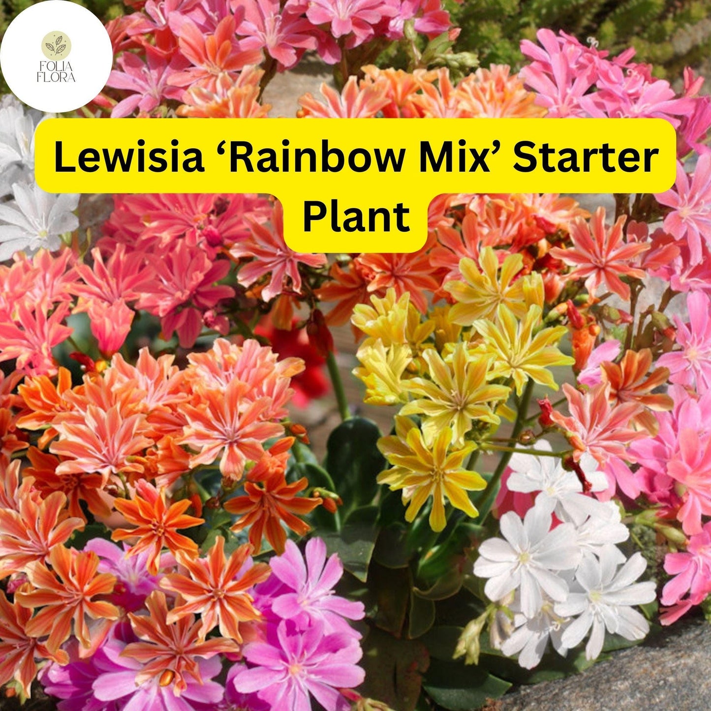1 Live Starter Plant Lewisia ‘Rainbow Mix’, Hardy Succulent, Colorful Blooms