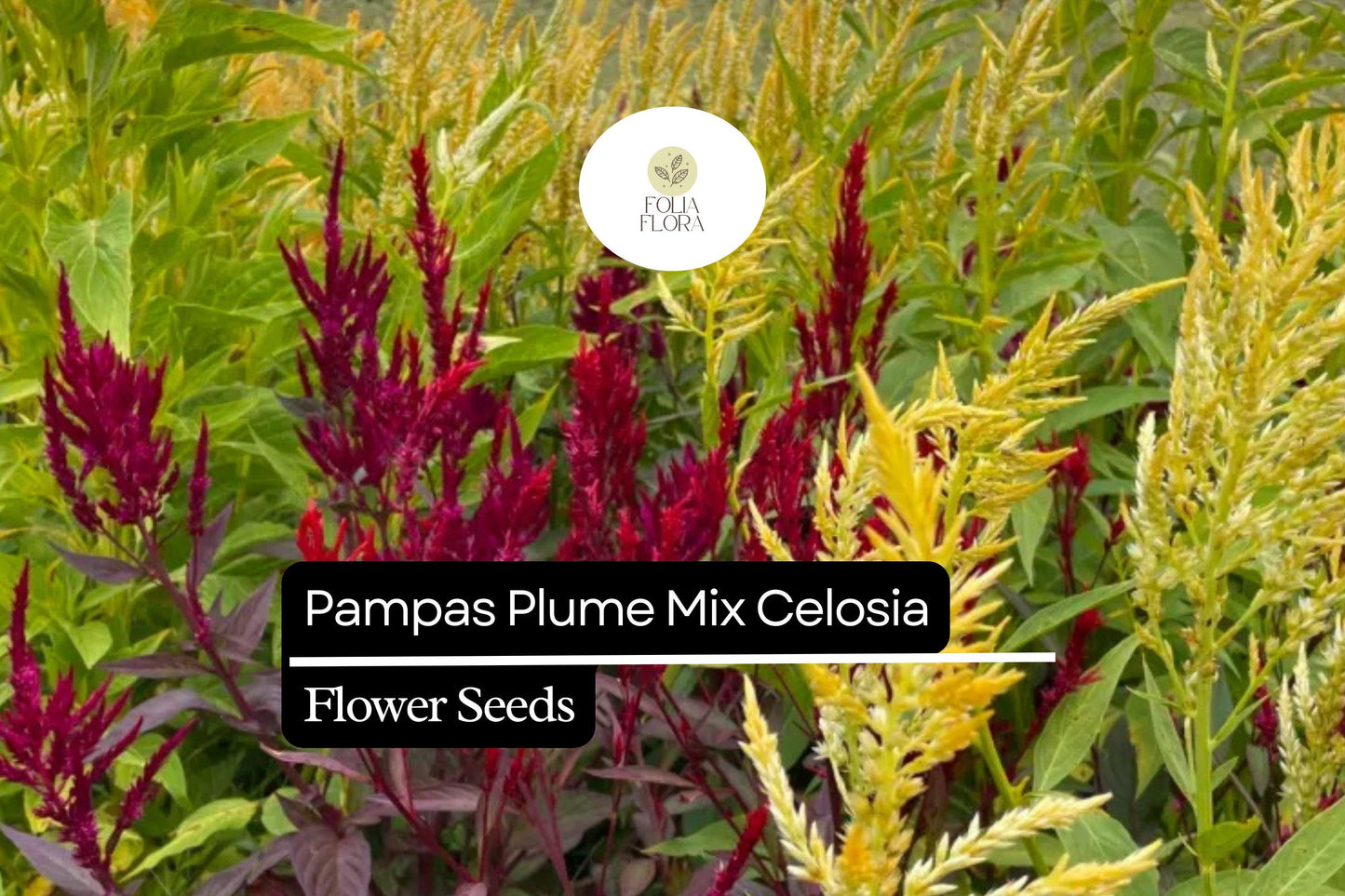 Pampas Plume Mix Celosia (Celosia argentea) | 50-1000 Seeds – Colorful Feathery Plumes for Vibrant Gardens