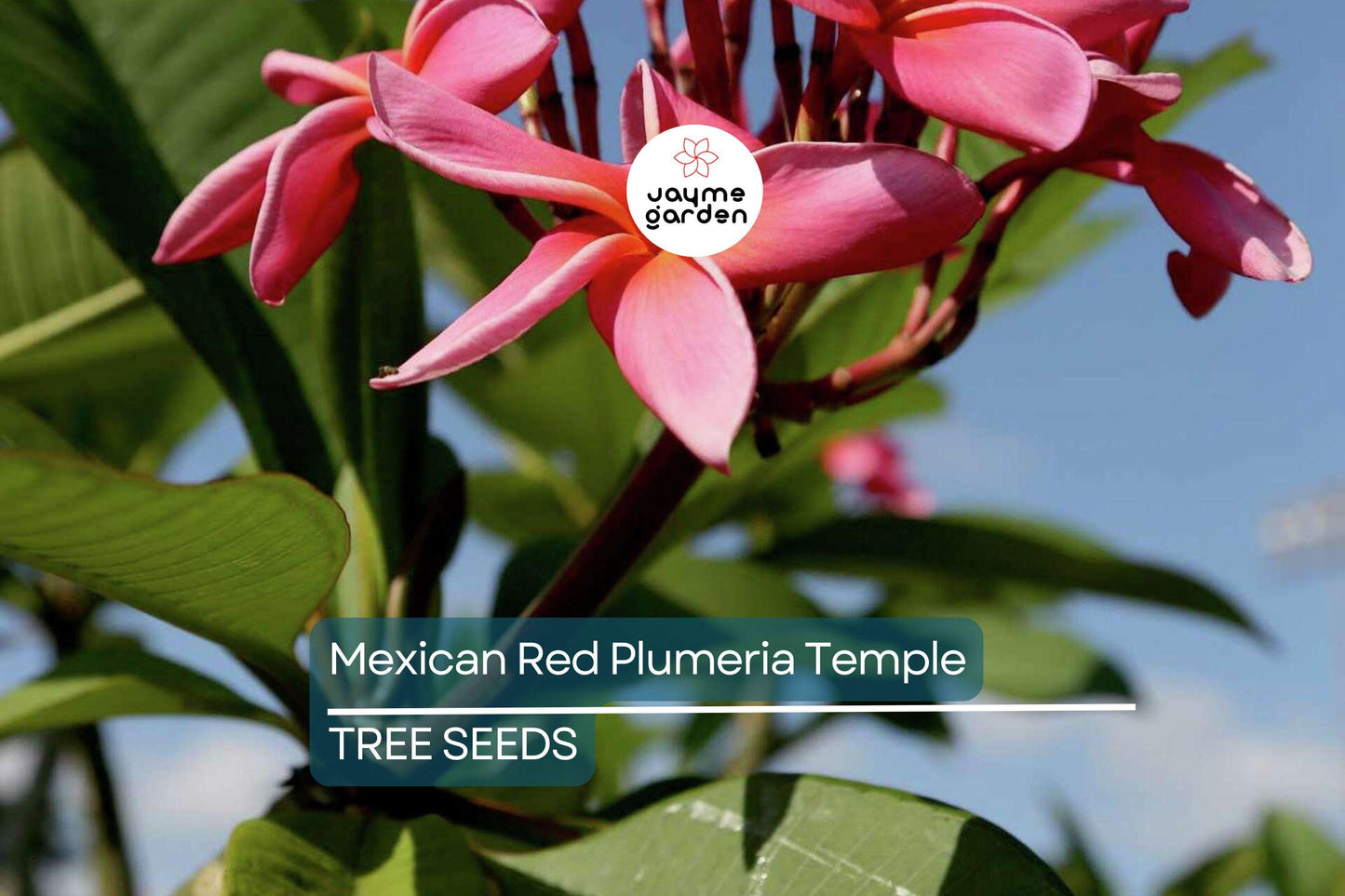 5 Mexican Red Plumeria Seeds (P. rubra) – Tropical Frangipani Flower, Fragrant Blooms, USDA Zones 10-12, Attracts Hummingbirds & Butterflies