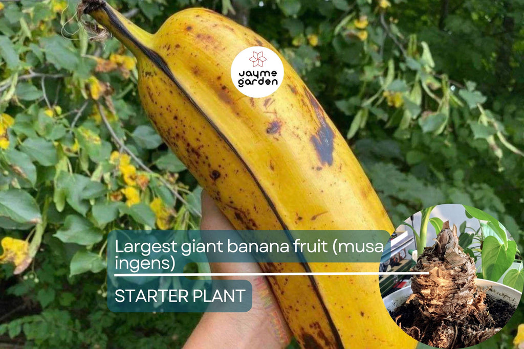 Largest Giant Banana Seedlings (Musa ingens) Live Fruit Starter Plant – Towering Tropical Wonder