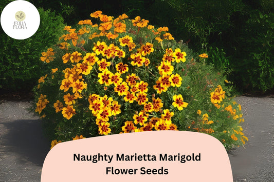 25+ Naughty Marietta Marigold Seeds | Tagetes patula | Bicolor French Marigold | Easy Annual Flower for Garden Planting