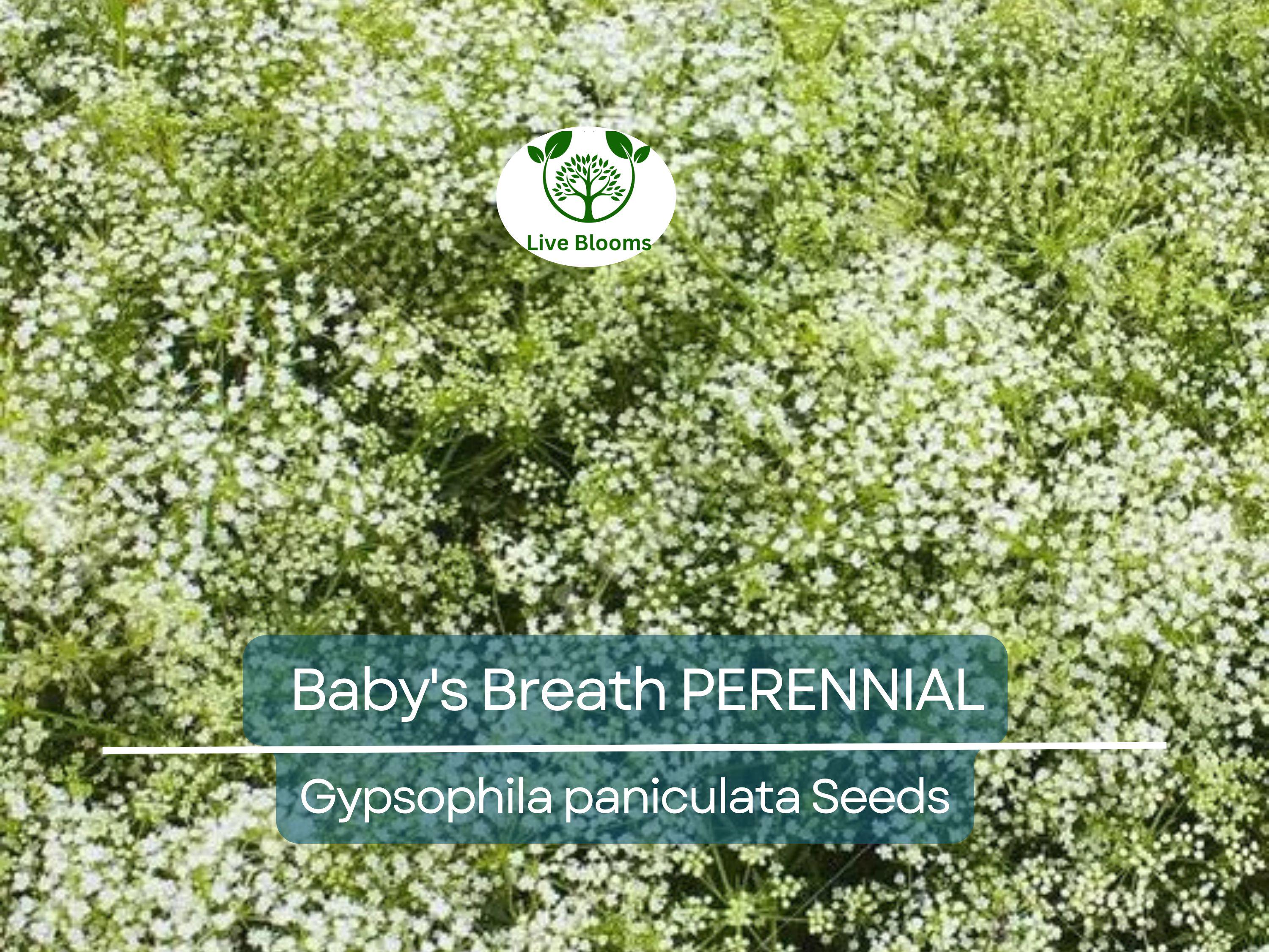 200 Seeds Baby's Breath PERENNIAL Gypsophila paniculata, Classic Cut Flowers, Pollinator-Friendly, Non-GMO, Fragrant White Flowers