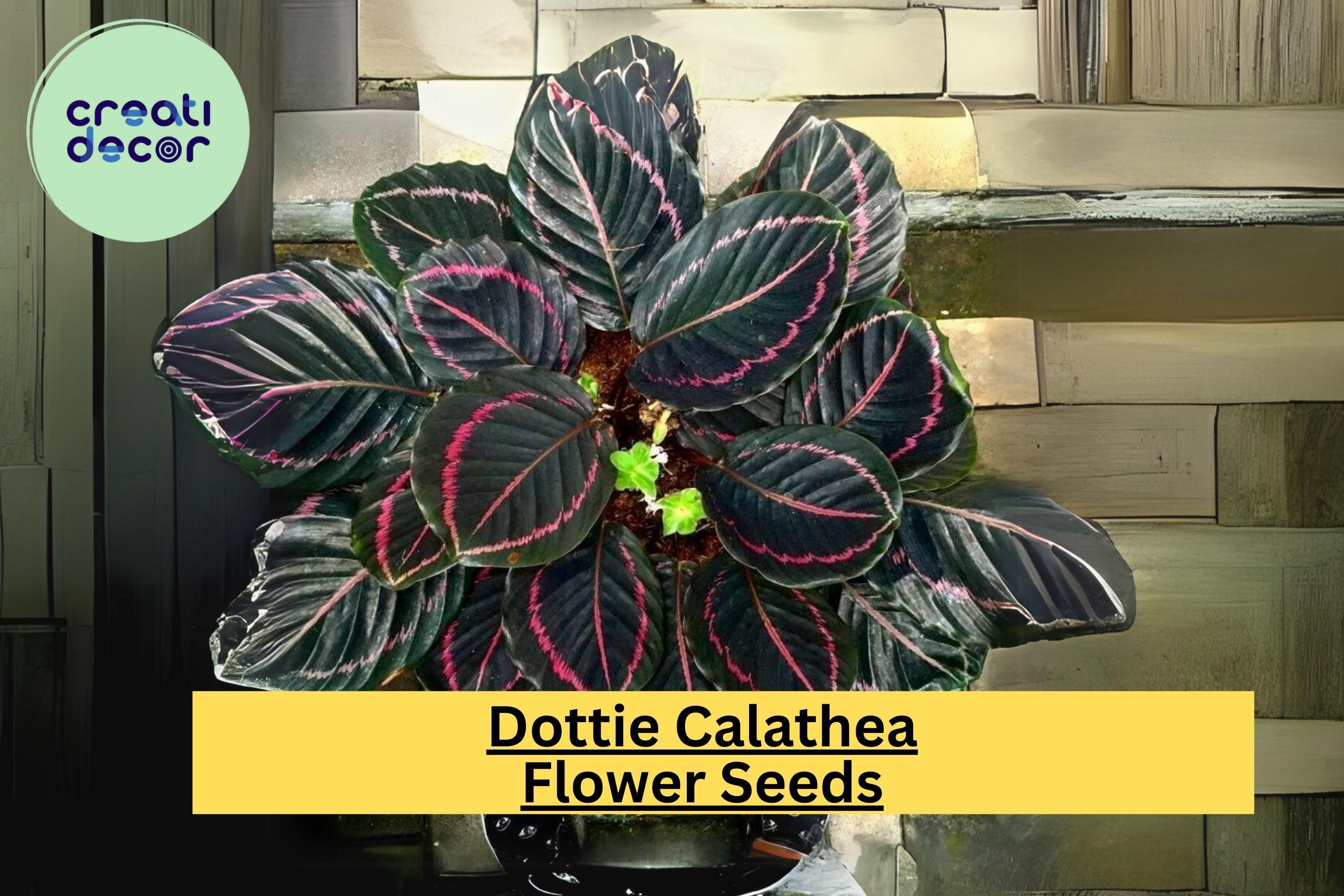 25+ Dottie Calathea Seeds - Exotic Tropical Houseplant - Dark Foliage with Pink Accents - Indoor & Shaded Garden