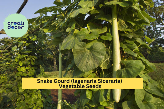 10 Seeds Snake Gourd – Unique Long Curved Gourd for Cooking, Vertical Gardens, and Warm Season Vegetable Growing Seeds for Planting