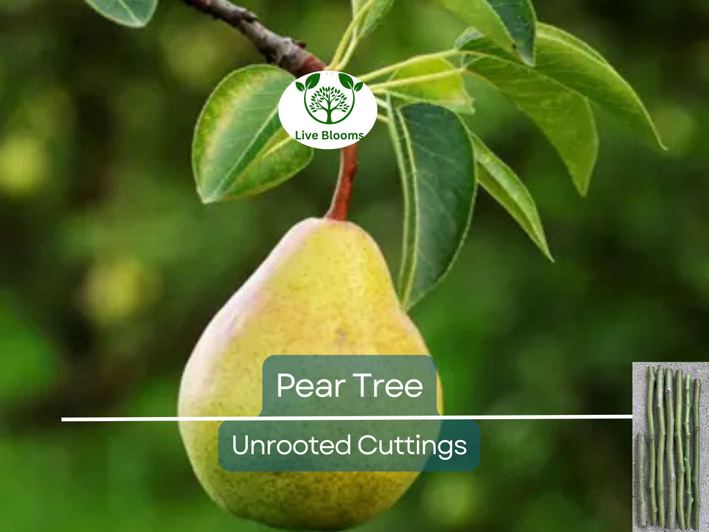 5 Organic Pear Tree Unrooted Cuttings, 10" Long Each, Perfect for Propagation, Fruit Tree, Grow Your Own Pears, Hardy and Easy to Grow