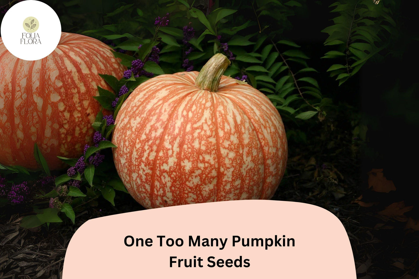 25+ One Too Many Pumpkin Seeds | Unique Red-Striped White Heirloom | Decorative & Edible Pumpkins for Fall Harvest
