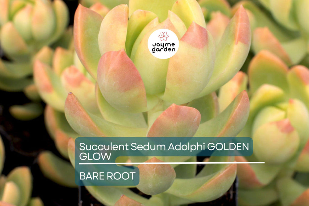 Sedum Adolphi Golden Glow - 3 Live Cuttings, Yellow-Green Rosettes, Orange-Red Highlights, Perfect for Succulent Gardens