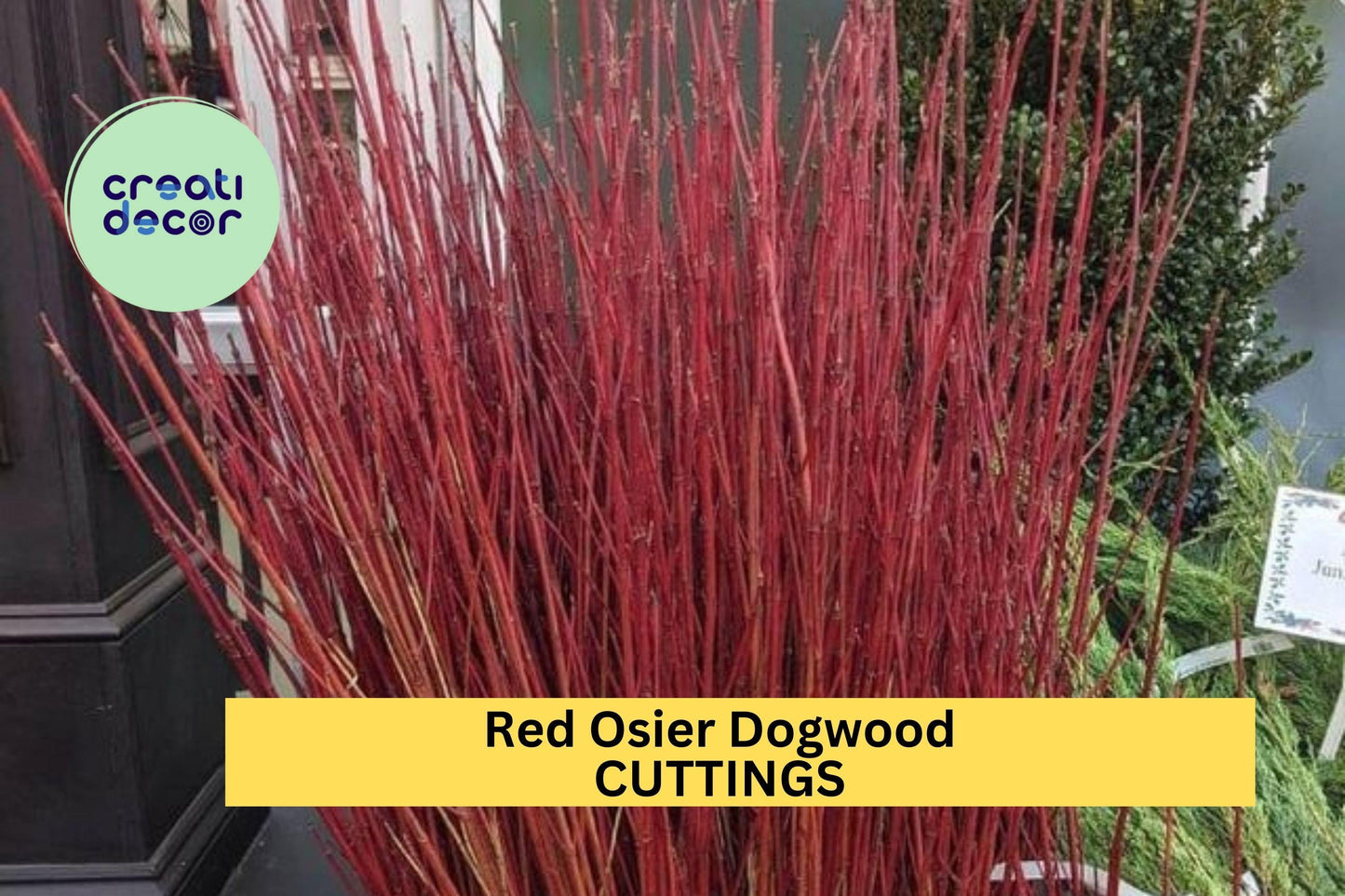 30 Red Osier Dogwood Cuttings – 10" Hardwood Stems for Propagation or Landscaping – Fast Growing Native Shrub – FREE Shipping – USA