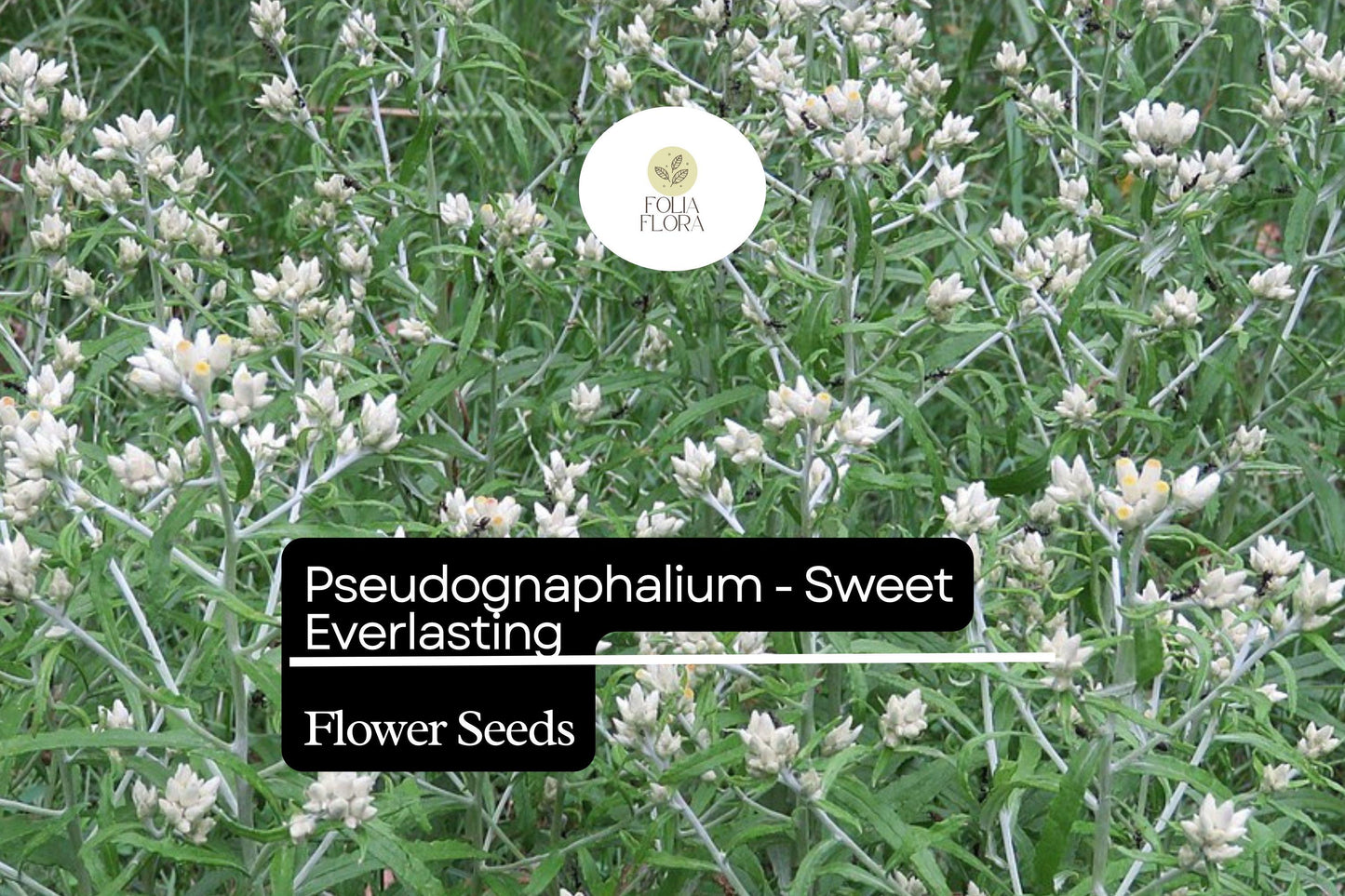 30mg Pseudognaphalium - Sweet Everlasting, Dried Flower Favorite, Perennial Wildflower