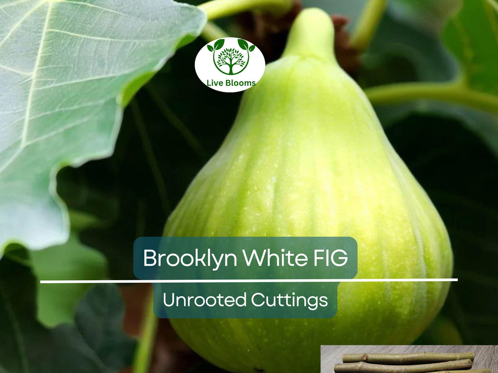 2 Brooklyn White Fig Unrooted Cuttings + Willow Water for Rooting, Fresh Figs, Fig Tree Propagation, Grow Brooklyn White Figs at Home