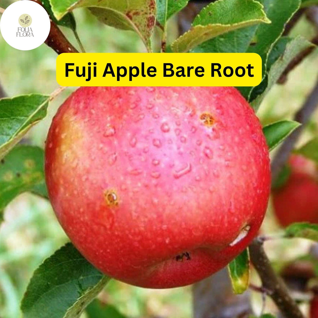 1 Fuji Apple Tree (Malus domestica) 2-3 Ft Tall Live Fruit Tree