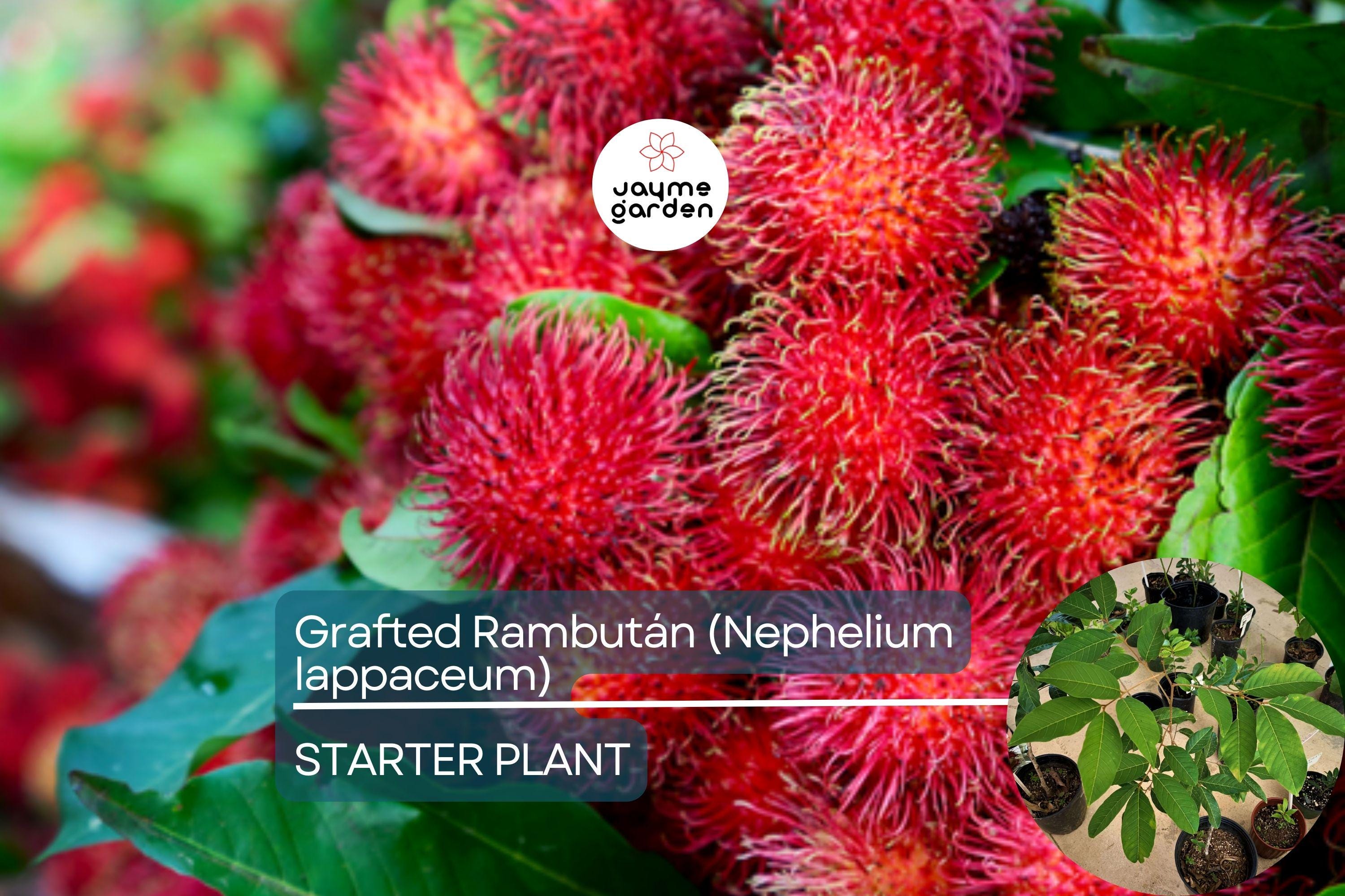 1 Grafted Rambutan Tree (Nephelium lappaceum) 24”-36” – Exotic Fruit-Bearing Tree for Tropical Gardens