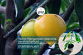 Yellow Mangosteen (Garcinia xanthochymus) Live Fruit Tree 12"-24" - Tropical Evergreen with Delicious Exotic Fruits