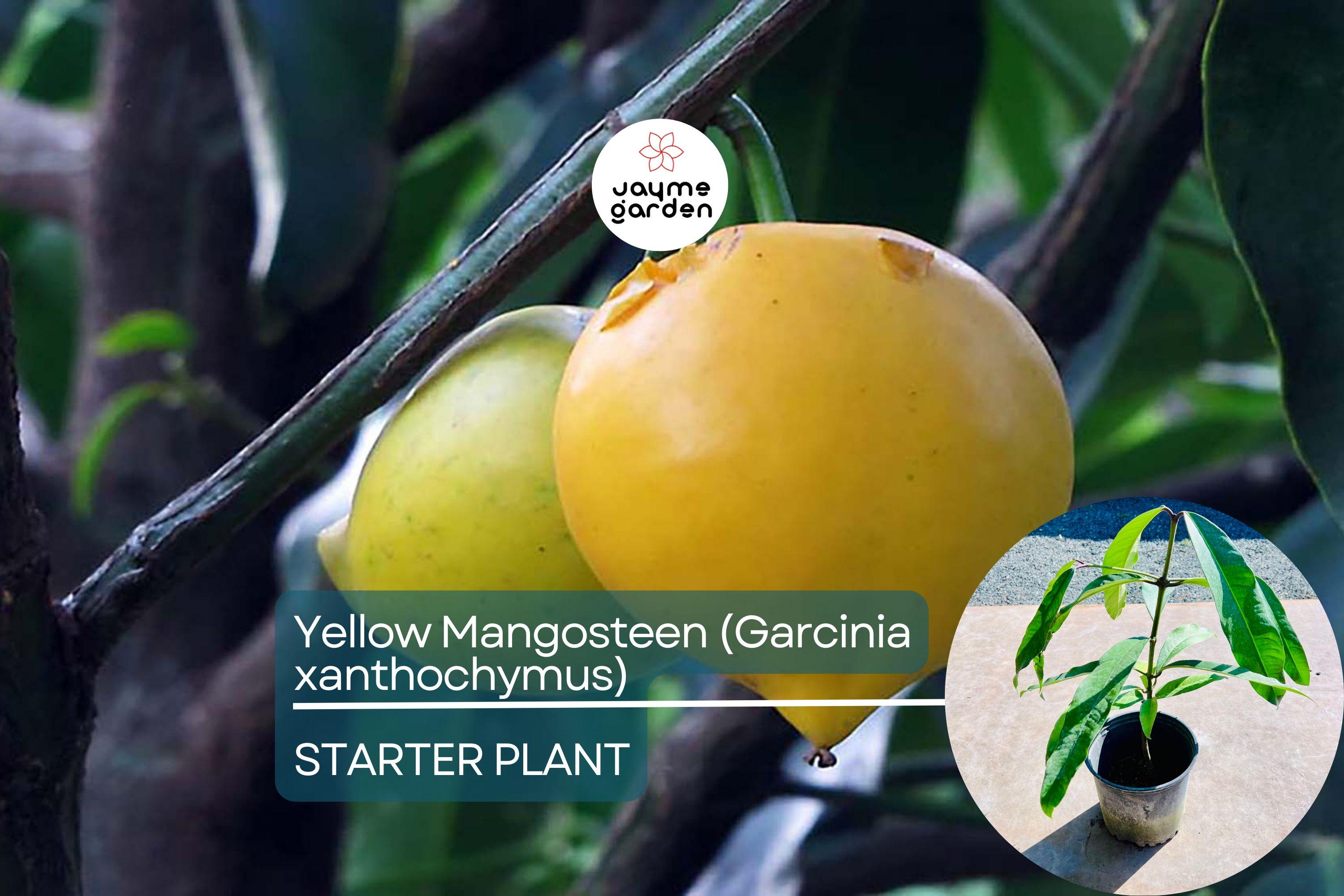 Yellow Mangosteen (Garcinia xanthochymus) Live Fruit Tree 12"-24" - Tropical Evergreen with Delicious Exotic Fruits