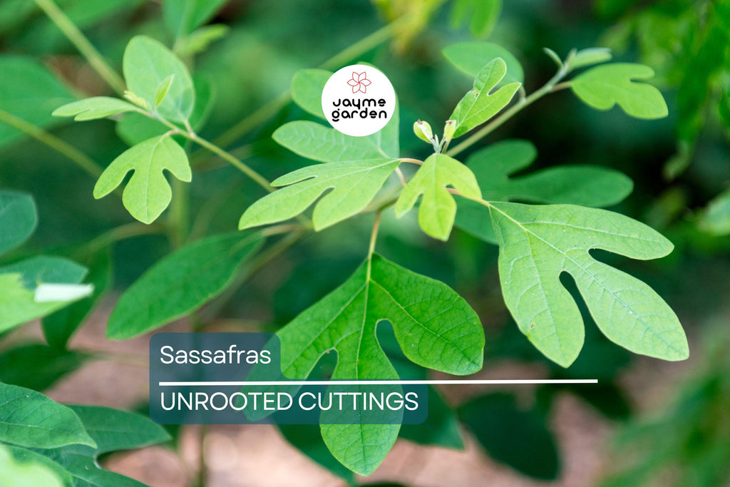 8 Sassafras Cuttings | Grow Your Own Tree | Fast Delivery, Easy Rooting, Beautiful Fall Colors