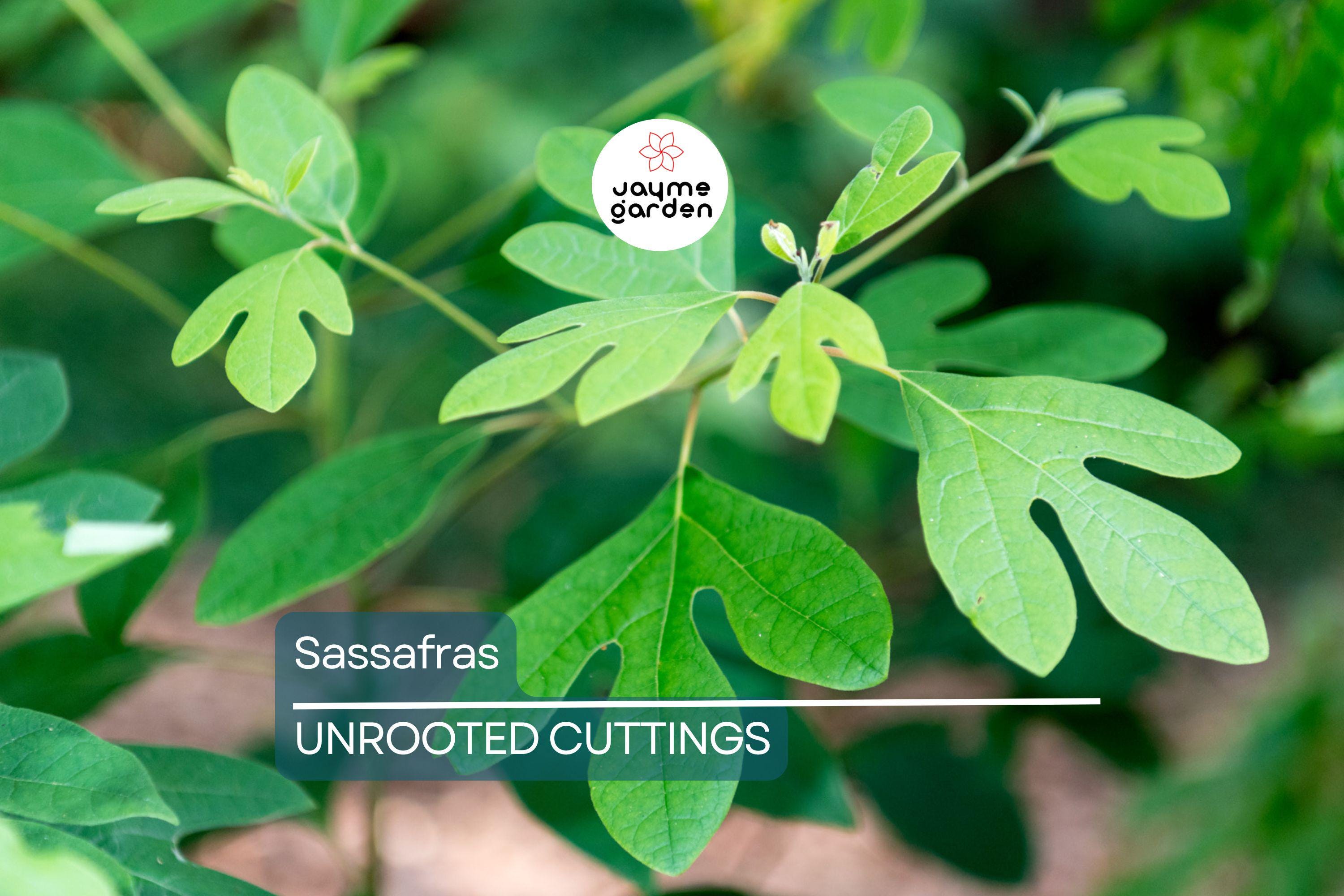 8 Sassafras Cuttings | Grow Your Own Tree | Fast Delivery, Easy Rooting, Beautiful Fall Colors